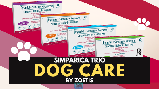 An ‘Impawfect’ World Made Pawfect: New Normal Care Tips For Your Dog